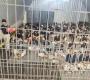 "هيومن رايتس ووتش": تقارير الاغتصاب والعنف الجنسي ضد الأسرى الفلسطينيين تتطابق مع تحقيقاتنا